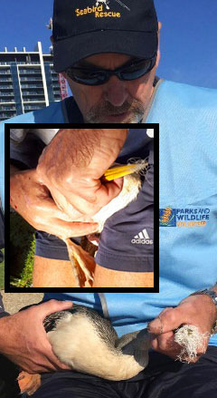 Seabird Rescue